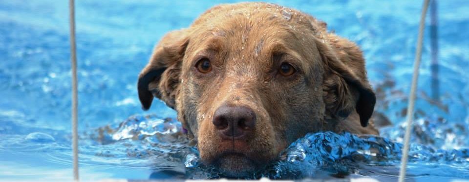 AquaHealing Canine